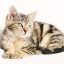 橘猫妈妈用户头像——一位年轻女性宠物主人的卡通风格头像