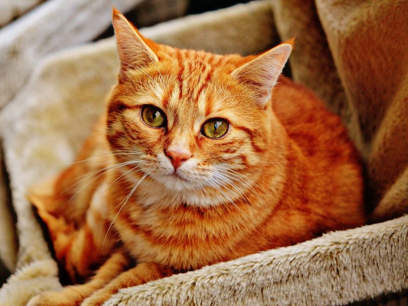 橘白相间虎斑猫在窗边晒太阳，自然光线下橘色条纹清晰可见，主人正在为其轻柔梳理，展示虎斑毛色的护理场景