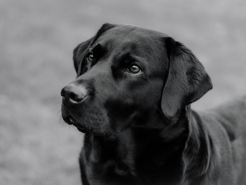 黑色拉布拉多犬在户外草坪上，阳光下毛发呈现深邃光泽，主人正在为其梳理护理，展示深色毛发的亮泽护理效果